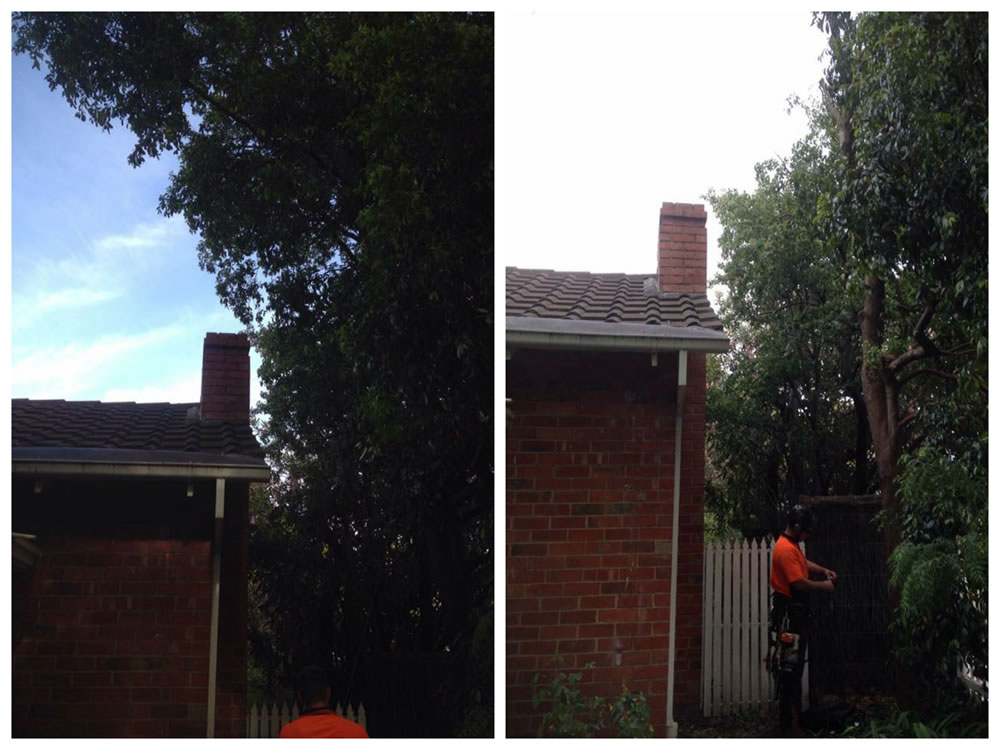 Tree Pruning Melbourne Royal Tree Services