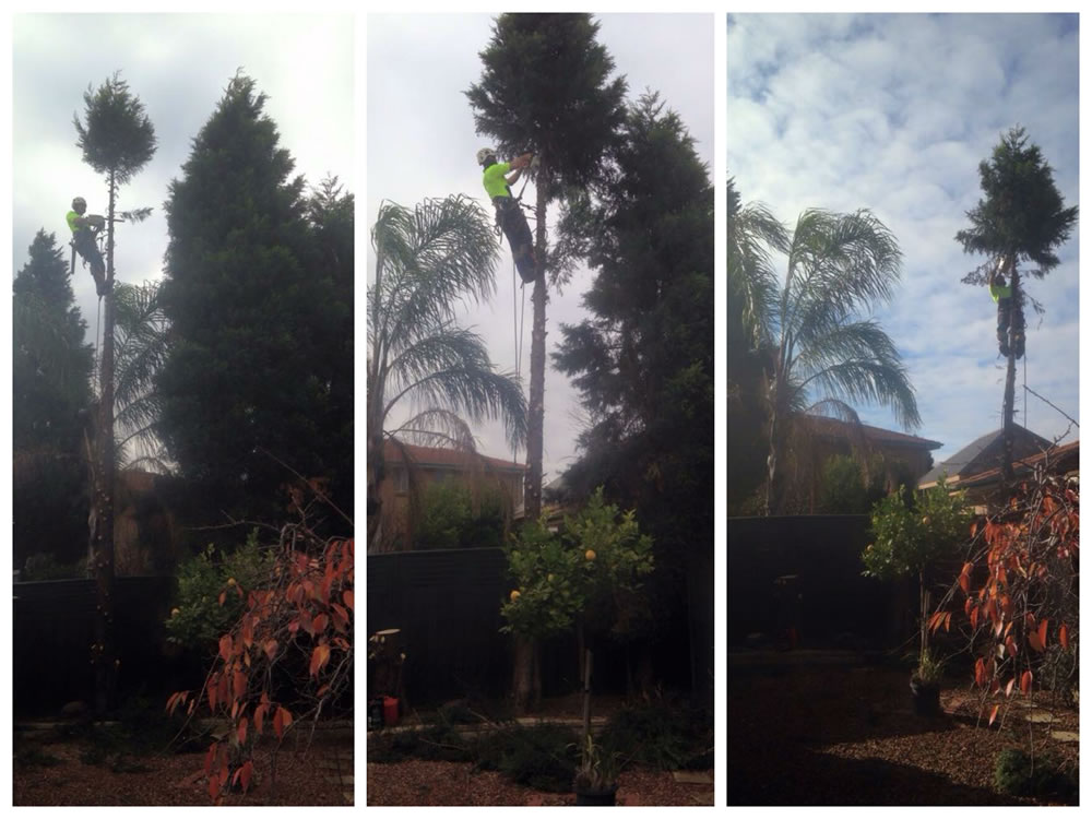 Tree Removals Melbourne Royal Tree Services